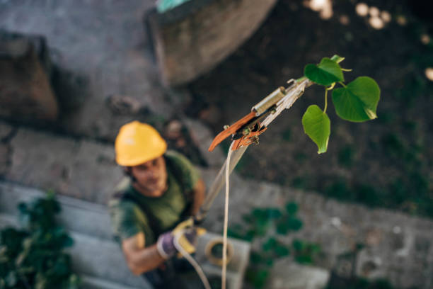 How Our Tree Care Process Works  in Glen Head, NY